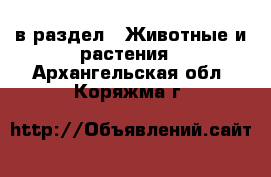  в раздел : Животные и растения . Архангельская обл.,Коряжма г.